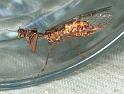 Mantispa_styriaca_F2203_Z_89_Les Gris_Frankrijk